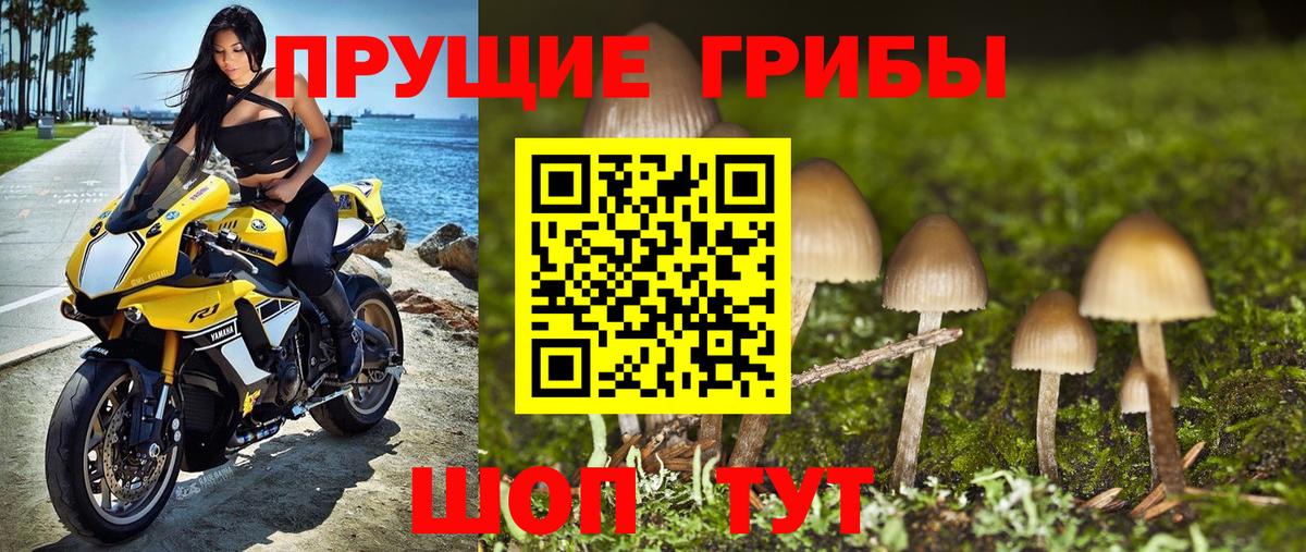 Галлюциногенные грибы Psilocybine cubensis Урюпинск